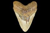 Fossil Megalodon Tooth - + Foot Prehistoric Shark #114405-1